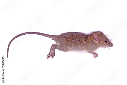 Dead rat (mouse) isolated on white background. Selective focus. photo