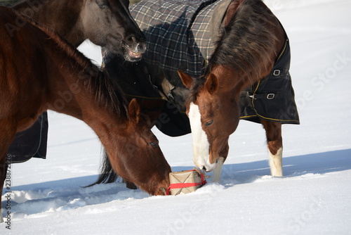 Fototapeta Naklejka Na Ścianę i Meble -  Weihnachtsüberraschung. 3 Pferde untersuchen neugierig ein Weihnachtspäckchen im Schnee. 
