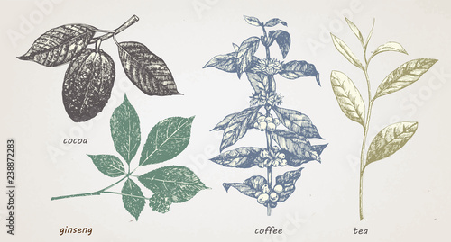 Hand-drawn set of plants: cocao, tea, coffe and ginseng. Vector