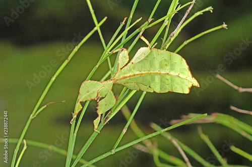 Leaf insect (Phyllium westwoodii), Green leaf insect or Walking leaves are camouflaged to take on the appearance of leaves, rare and protected. Selective focus, blurred green background.
