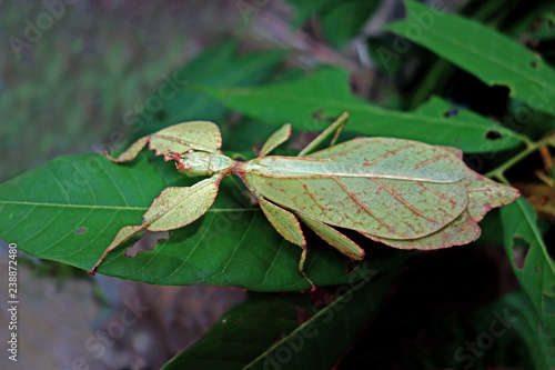 Fotografie Leaf insect (Phyllium westwoodii), Green leaf insect or Walking leaves are camouflaged to take on the appearance of leaves, rare and protected