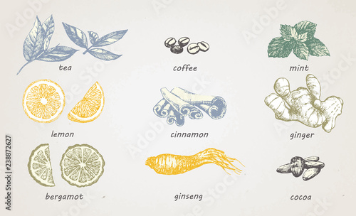 Herbal tea and coffee, hand-drawn illustration, vector