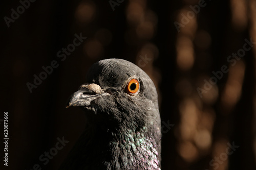 Blue dove portrait in sunny weather on a background of bokeh brown tree in a city park photo