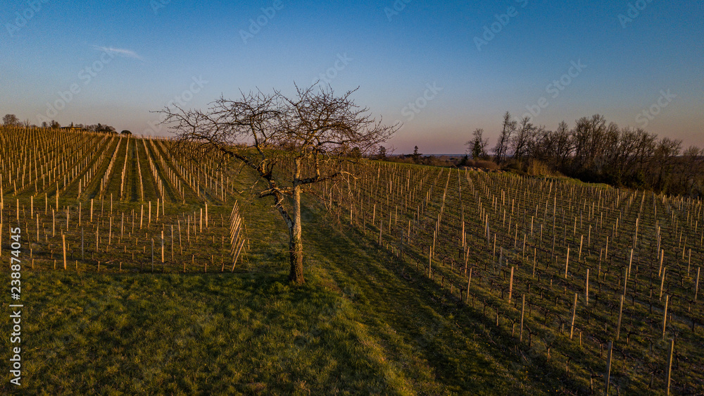 Flying over a vineyard in a winter day, Bordeaux vineyard