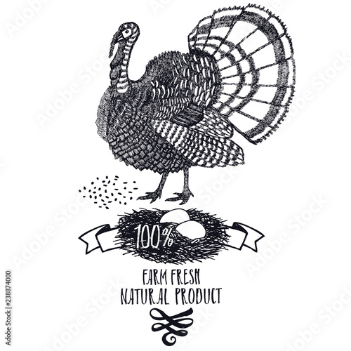 Turkey Organic farm fresh natural product Animals Vector illustration Hand drawing