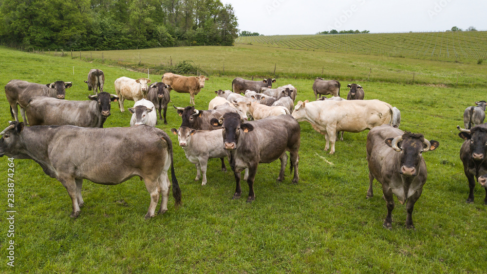 custom made wallpaper toronto digitalAerial view Bazadaise cows and calves daisy in the meadow, Gironde, France