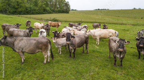 Wallpaper Mural Aerial view Bazadaise cows and calves daisy in the meadow, Gironde, France Torontodigital.ca