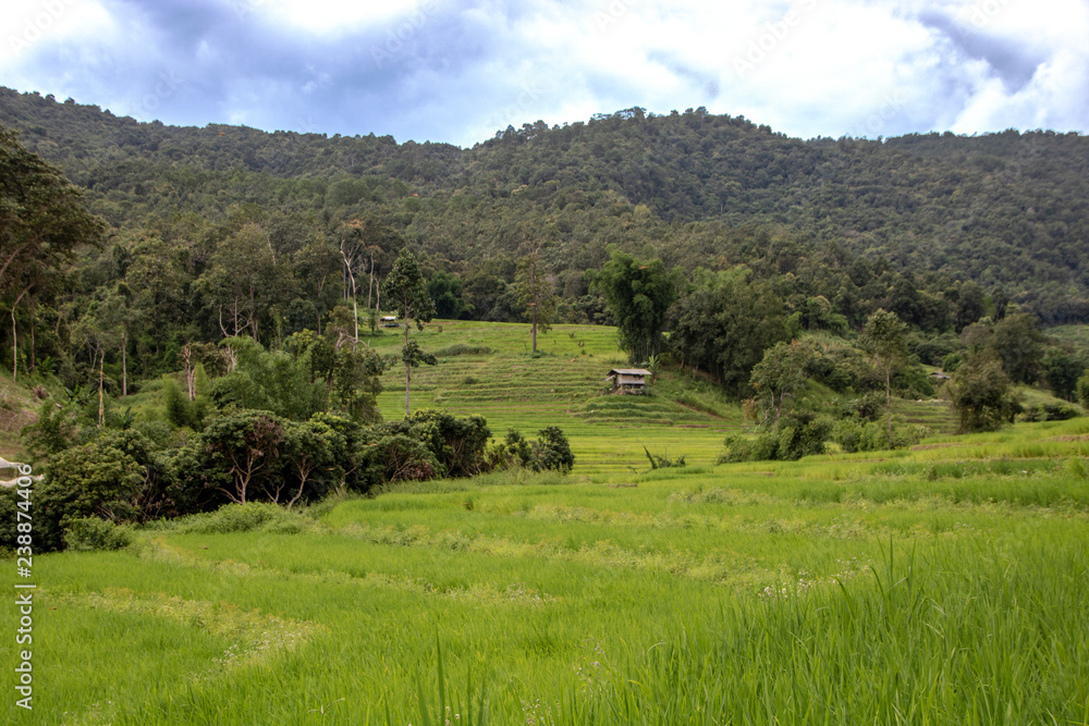 Rice field