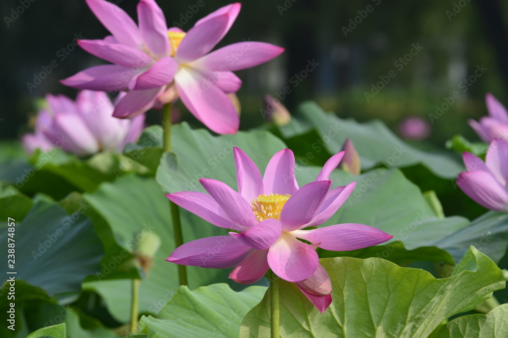 Blooming lotus flowers in the park Blooming lotus flowers in the park