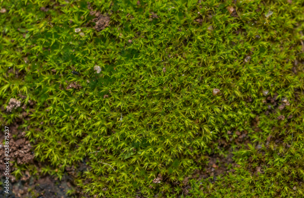 Macro Photograph of Green Moss on an Ancient Brick in Italy Macro Photograph of Green Moss on an Ancient Brick in Italy