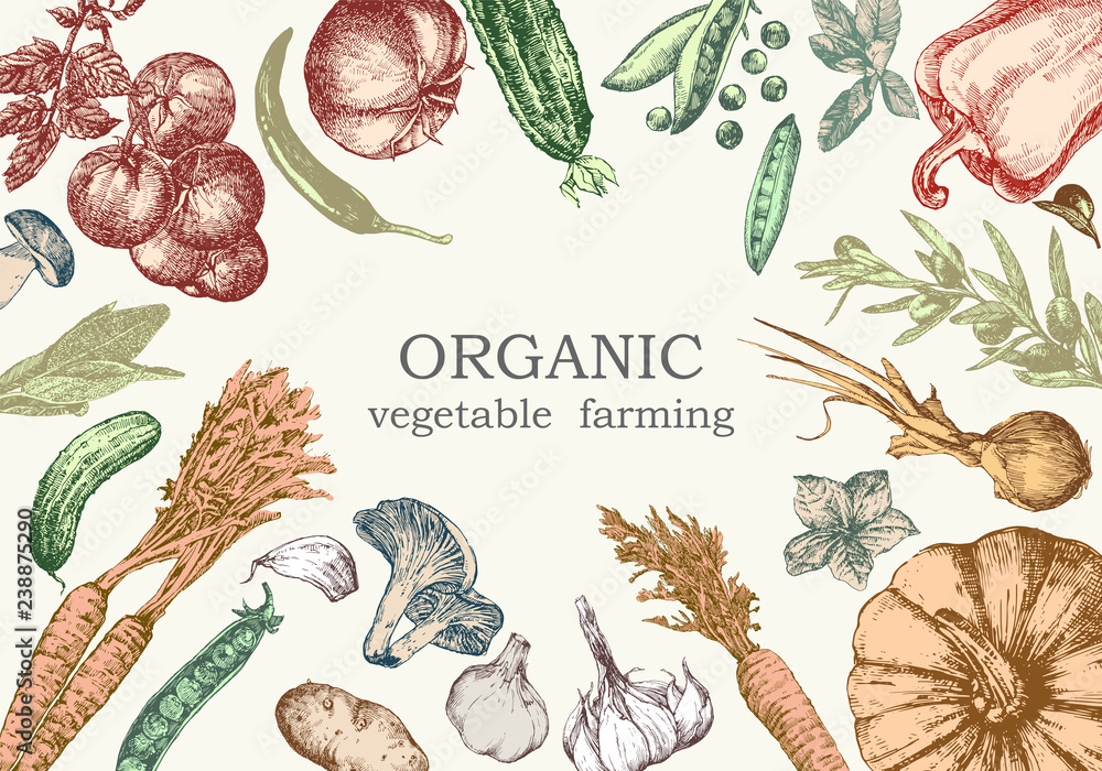 custom made wallpaper toronto digitalHand-drawn illustration of vegetables, vector