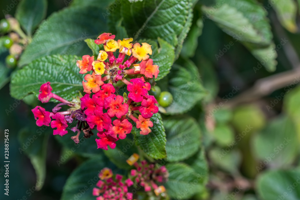 Macro Photograph of a Small Colorful Flower in Southern Italy Macro Photograph of a Small Colorful Flower in Southern Italy