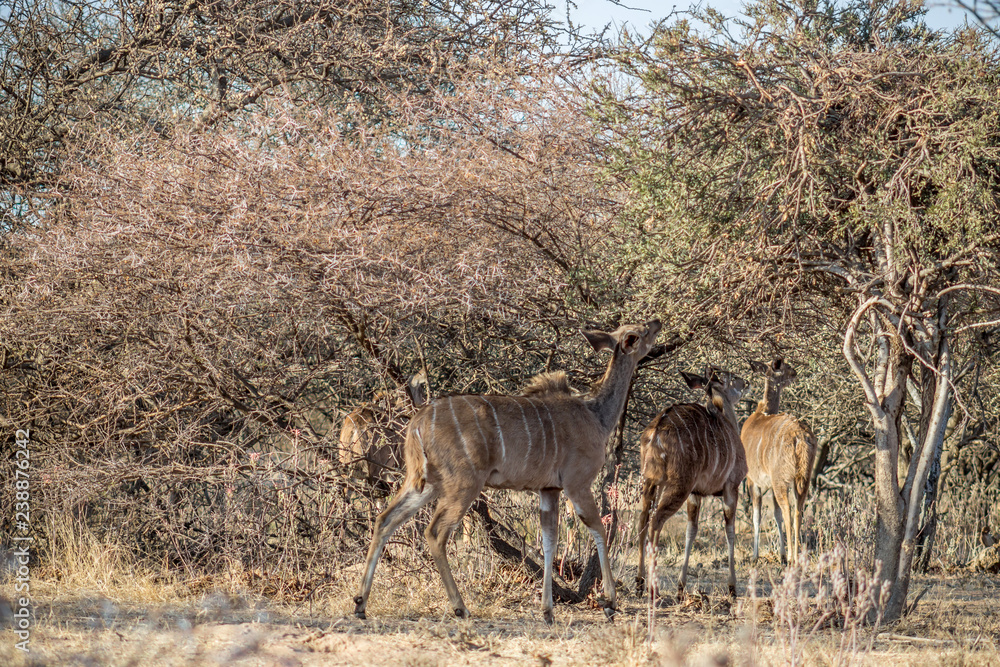 Greater Kudu standing under bushveld tree Greater Kudu standing under bushveld tree