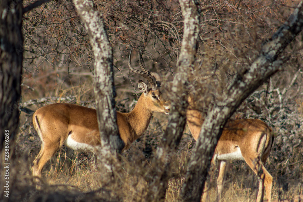 Impala males standing behind a tree Impala males standing behind a tree