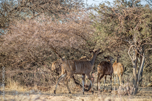 Greater Kudu standing under bushveld tree