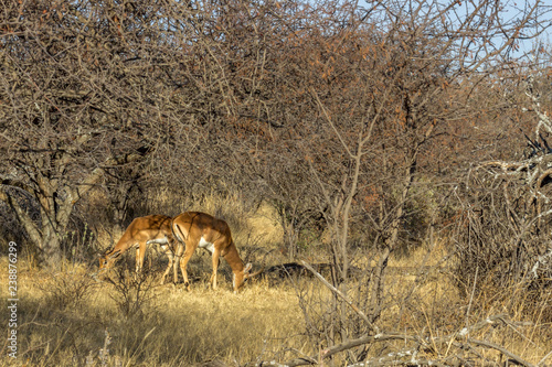 Impala grazing under a bushveld tree