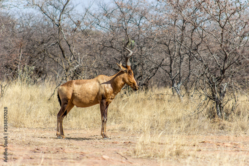 Red Hartebeest standing in the sun Red Hartebeest standing in the sun