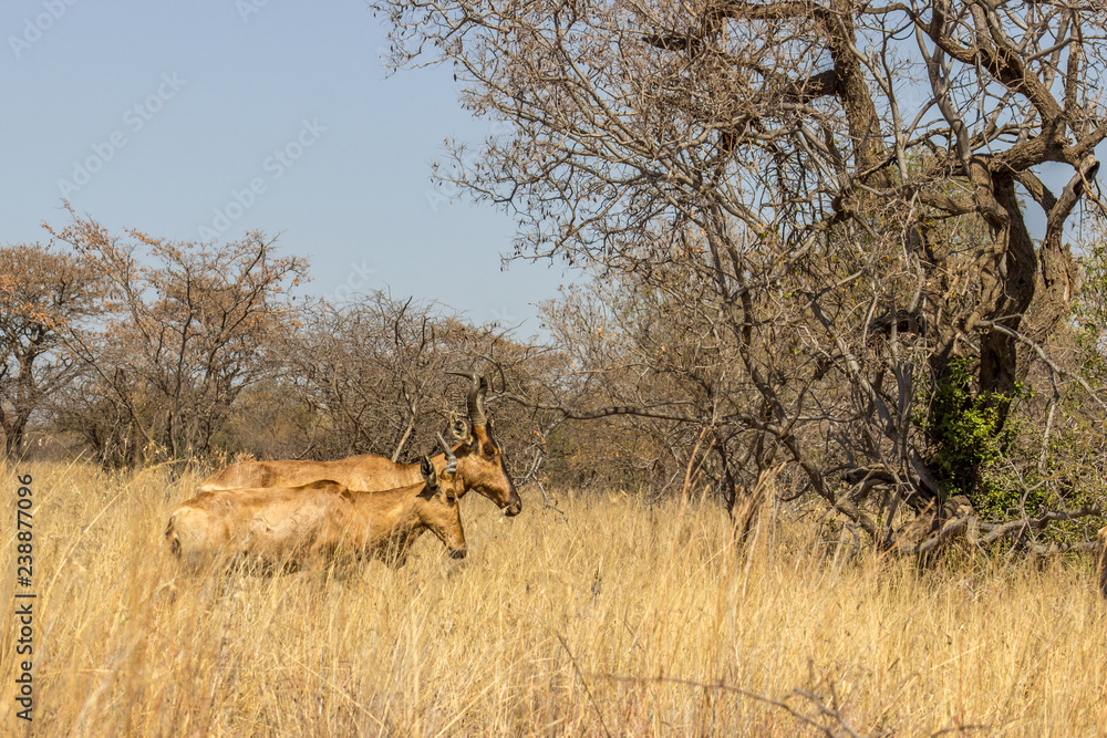 Male and female Red hartebeest standing together Male and female Red hartebeest standing together