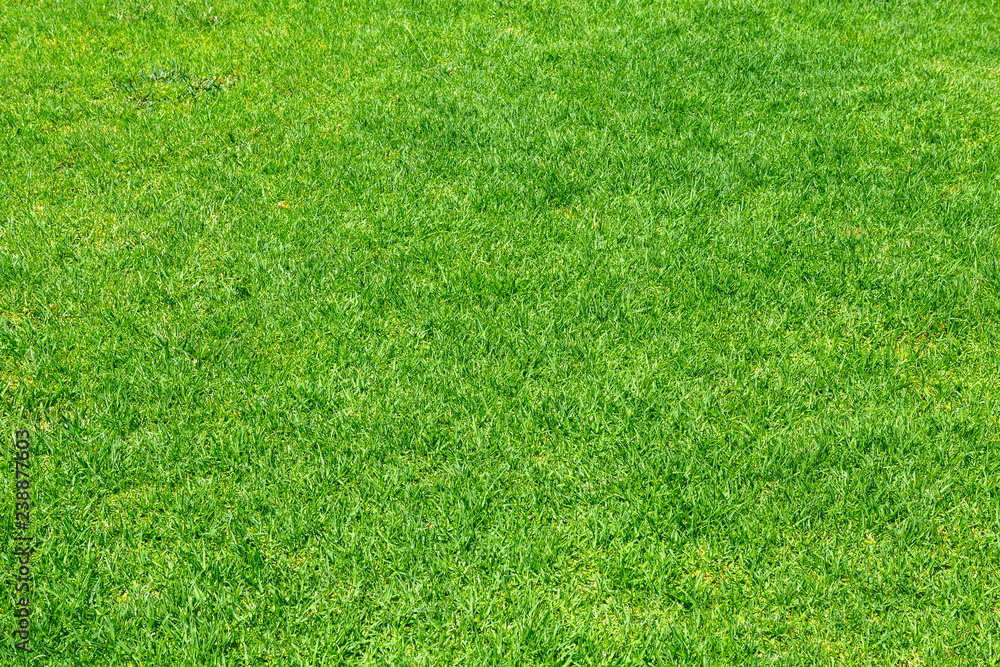 Green grass. Natural background texture Green grass. Natural background texture