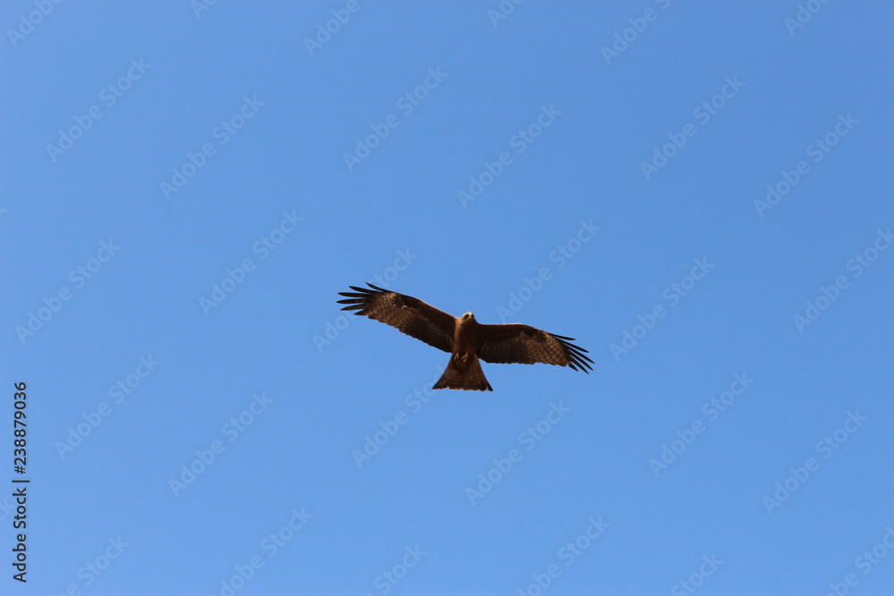 Eagle stalking prey in blue sky Eagle stalking prey in blue sky