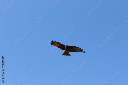Eagle stalking prey in blue sky