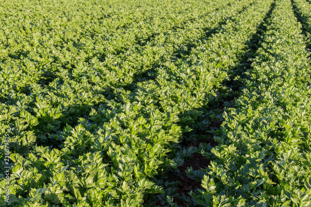 row of celery plants growing in muck field, celery field, celery cultivation, green leaves row of celery plants growing in muck field, celery field, celery cultivation, green leaves