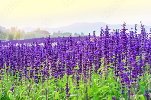 Field of beautiful lavender flower sunset at Chiang Rai in Thailand