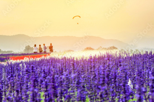 Field of beautiful lavender flower sunset at Chiang Rai in Thailand