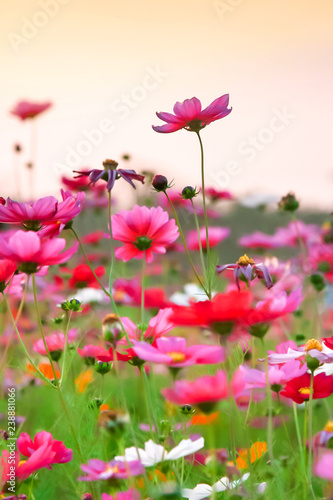 Field of beautiful pink flower and green leaf on sunset background in Thailand © Phatthaya