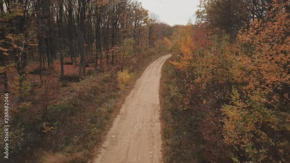 road in the autumn forest