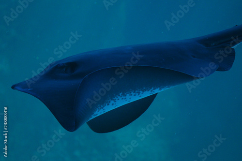 Close up of Short Tail Stingray in Cape Town