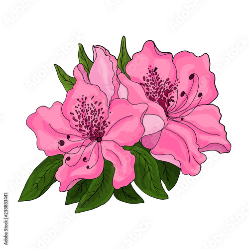Closeup of pink azalea flowers with green foliage and half open bud on white background. Vector illustration.  