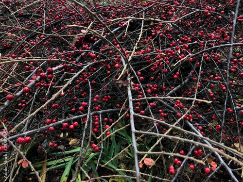 Bright red berries on a green Bush 