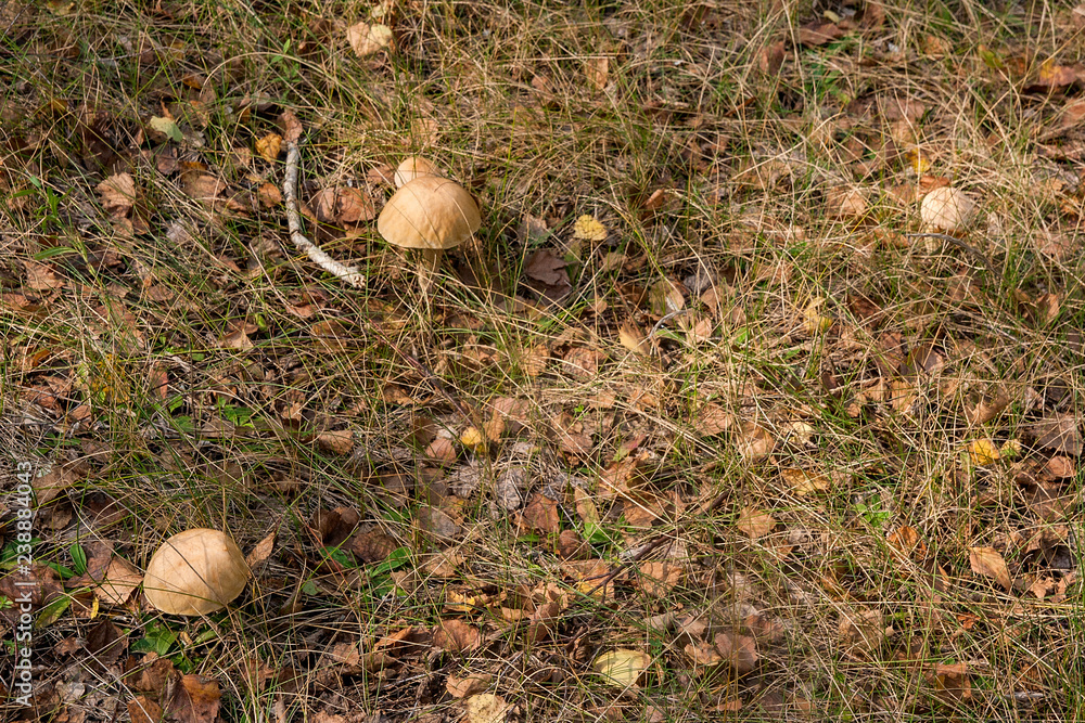 Forest mushrooms brown cap boletus growing in a green moss.. Forest mushrooms brown cap boletus growing in a green moss..