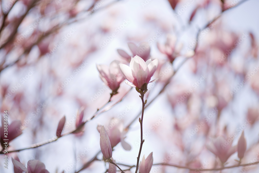 Beautiful magnolia flowers. Sunny day, soft focus, spring flowering Beautiful magnolia flowers. Sunny day, soft focus, spring flowering