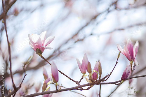 Beautiful magnolia flowers. Sunny day  soft focus  spring flowering