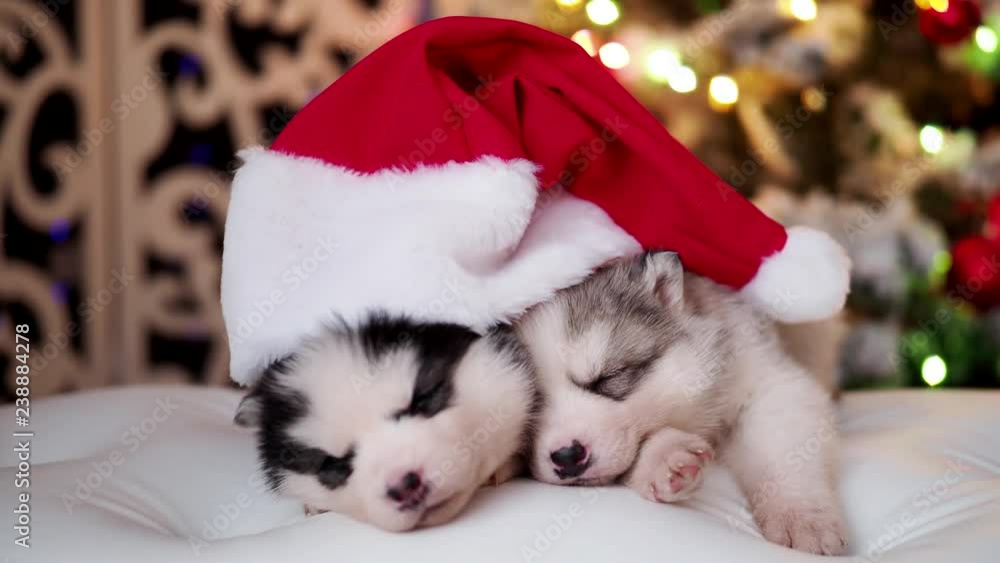 Husky pedigreed puppies with Santa hat sleep in the holiday room Husky pedigreed puppies with Santa hat sleep in the holiday room
