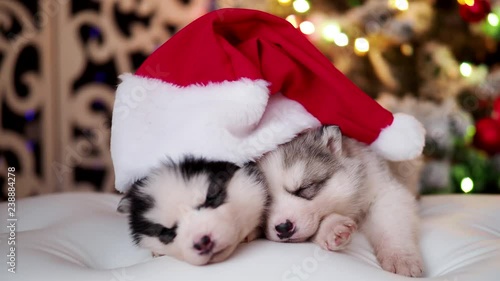 Husky pedigreed puppies with Santa hat sleep in the holiday room