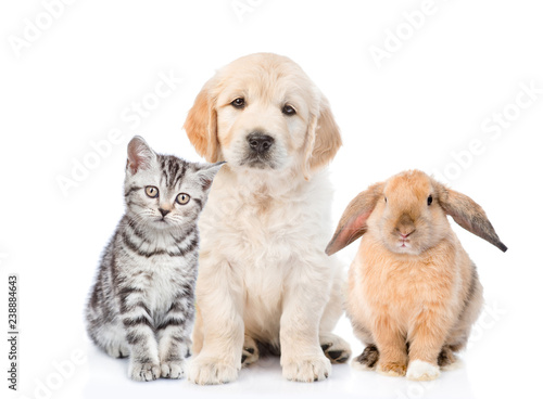 Cat, dog and rabbit sitting together in front view. isolated on white background