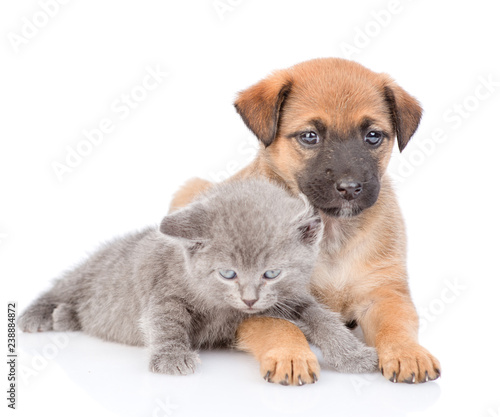 mongrel puppy and kitten looking at camera together. isolated on white background