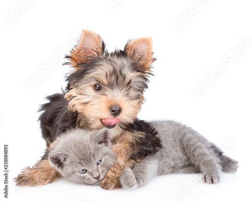 yorkshire terrier puppy embracing little kitten. isolated on white background