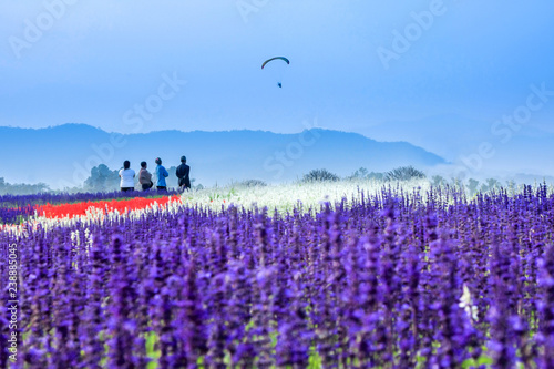 Field of beautiful lavender flower blue sky at Chiang Rai in Thailand