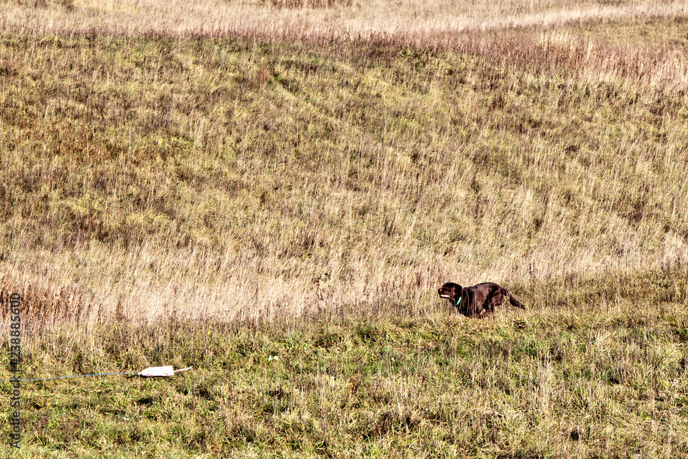 Dog breed chocolate brown labrador running on the field in autumn. Coursing Dog breed chocolate brown labrador running on the field in autumn. Coursing