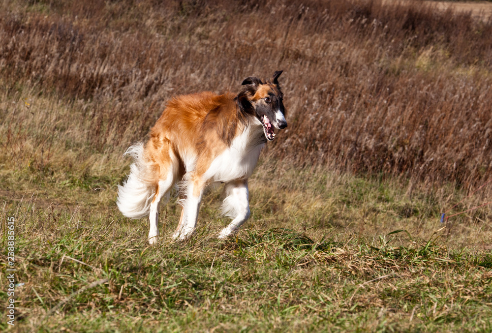 Dog breed Russian hunting sighthound running on the field in autumn. Coursing. Russkaya psovaya borzaya or russian wolfhound. Dog breed Russian hunting sighthound running on the field in autumn. Coursing. Russkaya psovaya borzaya or russian wolfhound.