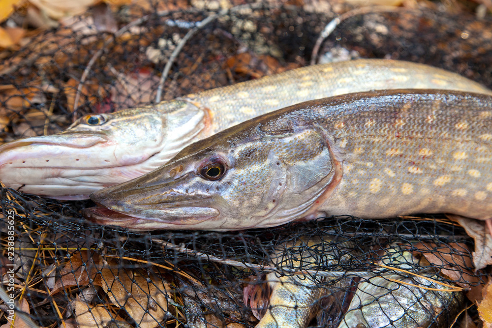 Freshwater pike fish. Two freshwater pike fish lies on landing net with fishery catch in it.. Freshwater pike fish. Two freshwater pike fish lies on landing net with fishery catch in it..