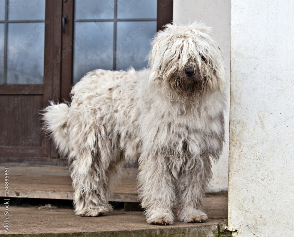 Dog komondor, hungary shepherd standind on the porch of the house