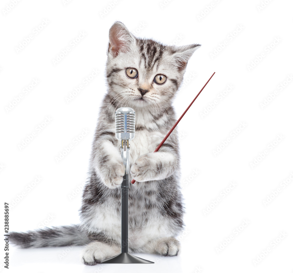 Obraz premium Kitten with microphone and pointing stick. isolated on white background