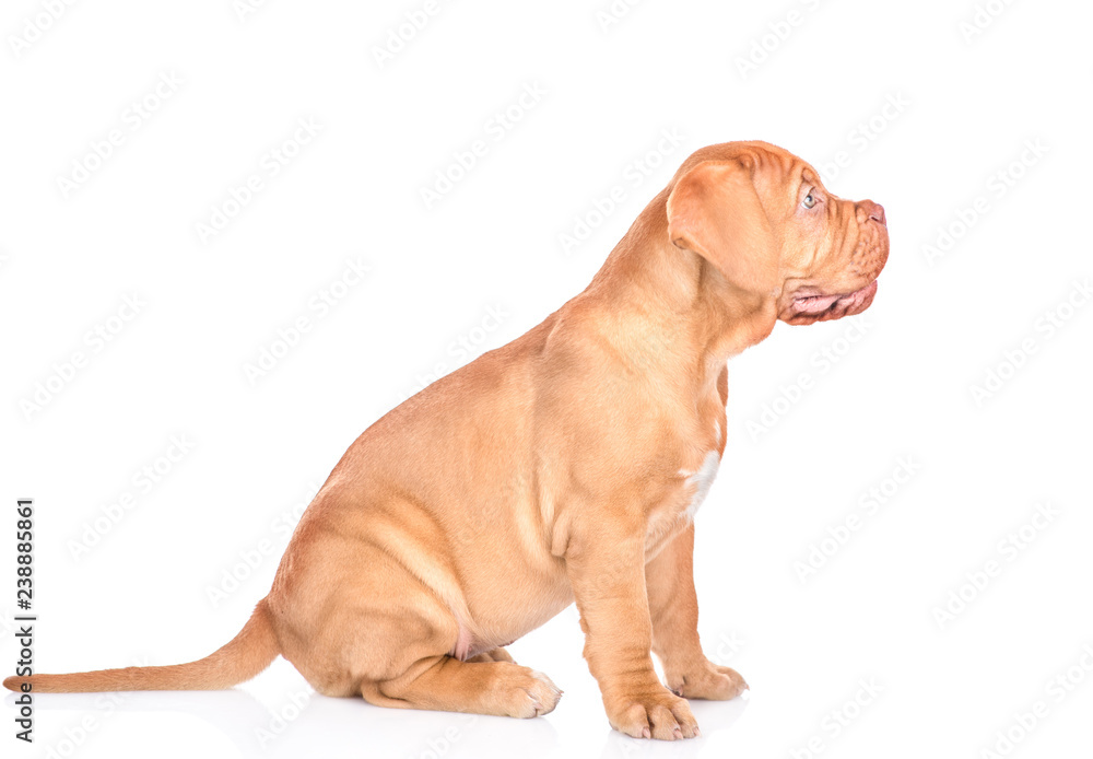 Portrait of a Bordeaux puppy sitting in profile. isolated on white background Portrait of a Bordeaux puppy sitting in profile. isolated on white background