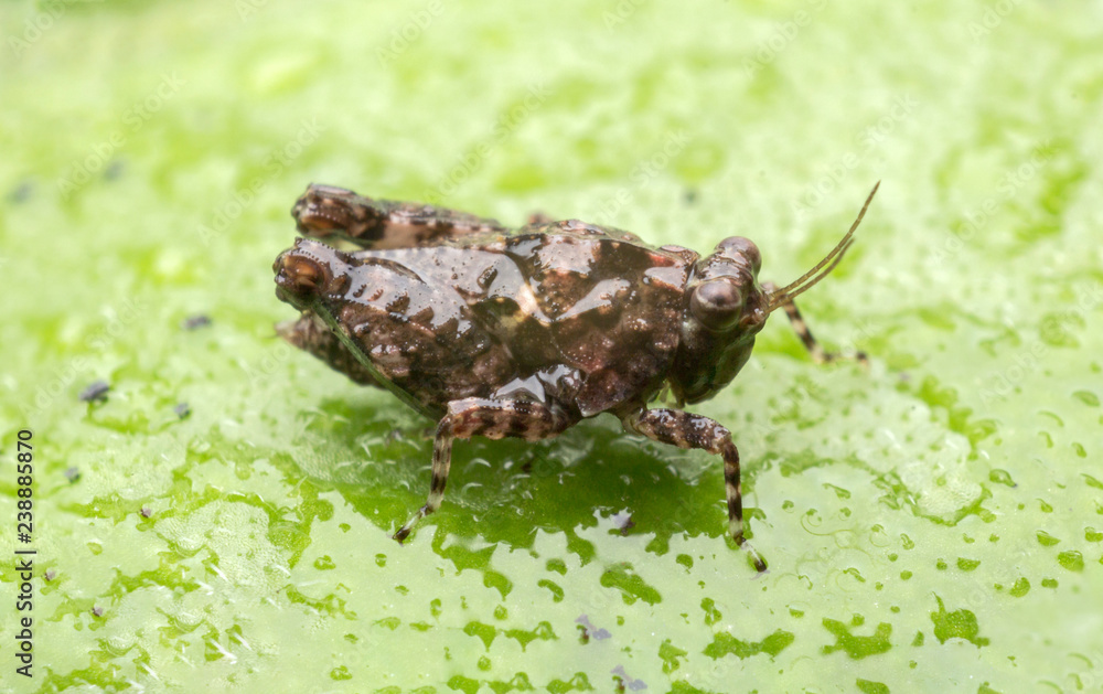 Fototapeta premium small brown grasshopper stand on the green leaf