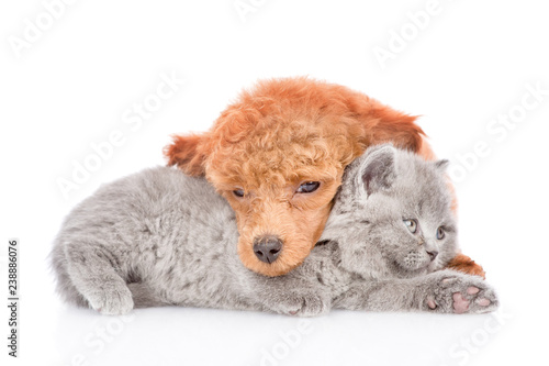 Sleepy poodle puppy embracing a little kitten. isolated on white background © Ermolaev Alexandr